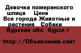 Девочка померанского шпица. › Цена ­ 40 000 - Все города Животные и растения » Собаки   . Курская обл.,Курск г.